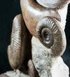 Huge Hammatoceras Ammonite Sculpture #7639-9